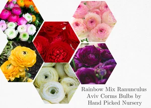 10 RANUNCULUS MIXED COLOR SHADES BULBS - Picture 1 of 6