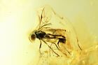 Wasp Hymenoptera Ichneumonoidea. Fossil Insect In Ukrainian Rovno Amber #9736R