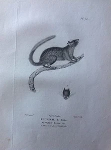 Ecureuil Of Botta California Etching 1830 Storia Natural Centurie Zoologique - Picture 1 of 1