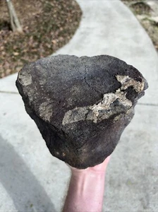 Bargain Large Fossilized Extinct Baleen Whale Vertebrae Fossil Segment - Picture 1 of 12