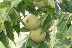 Schwarznuß Juglans nigra Pflanze 5-10cm Schwarznussbaum Walnuß Nussbaum Rarität - Bild 1 von 2