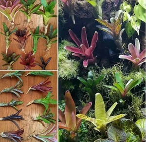 BROMELIAD Terrarium Vivarium Wholesale ULTIMATE Neoregelia 10 Pack 10 Varieties - Picture 1 of 12