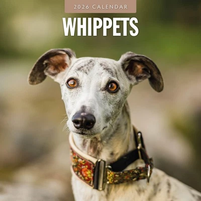 RED ROBIN PUBLISHING Whippets 2026 Square Wall Calendar