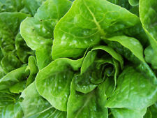 Lettuce Green Cos 250 seeds vegetable garden Heirloom 