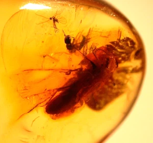 Termit mit Ethylid Wespe und 2 Gnats in Dominikanischem Bernstein Fossil Edelstein - Bild 1 von 13