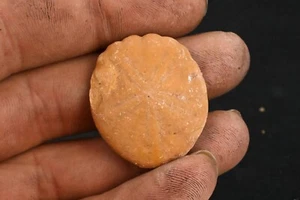 Oursin fossile Rotuloidea Fimbriata Maroc Eocene sand dollar 34mm - Picture 1 of 4
