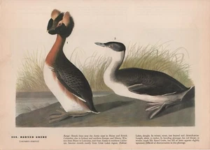 "AUDUBON DRUCK / Z162 / GEHÖRNTE GREBE / 10"" x 12"" - Bild 1 von 1