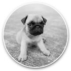 2 x Vinyl Stickers 15cm (bw) - Tiny Tan Pug Puppy Dog Cute  #36791