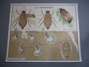 AT189 AFFICHE SCOLAIRE ECOLE ROSSIGNOL LE HANNETON - L'ARAIGNEE ET L'ECREVISSE - Imagen 1 de 6