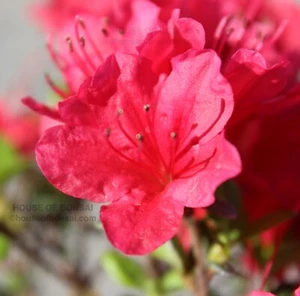Dwarf Japanese Kurume Hybrid Azalea 'Hino Crimson' - 4 Inch Pre-Bonsai Tree - Picture 1 of 4