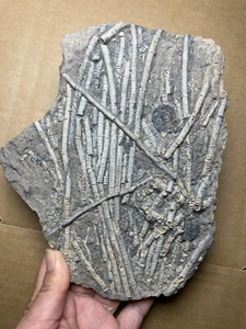 670g Triassic Natural crinoid and Trachyceras specimen Geologic rock - Picture 1 of 22