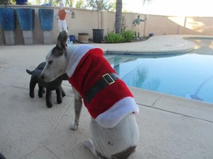 Pet Holiday santa suit coat faux black leather belt RED plush dog 30-45lb - Picture 1 of 9
