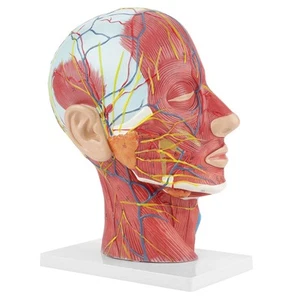 Anatomical Life Size Head Brain Neck Section Study Model. - Picture 1 of 10