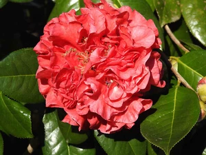 Camellia 'Dr Clifford Parks' - Reticulata hybrid 1 x 50mm tubestock - Picture 1 of 3