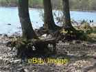 Photo 6x4 Walking Trees Clunes These appear on the shore along Loch Lochy c2008
