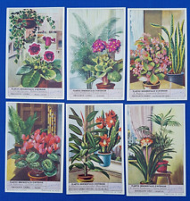 Set of 6 Liebig Cards HOUSEHOLD PLANTS (S1574) Issued 1953