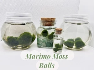 Marimo Moss Ball Mini Aquarium Friends Various Sizes [Read Desc Before Purchase] - Picture 1 of 8