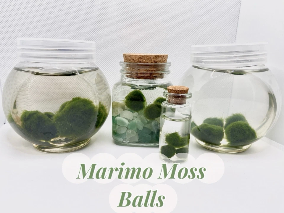 Marimo Moss Ball Mini Acuario Amigos Varios Tamaños [Leer Desc Antes de Comprar] Foto 1 de 4