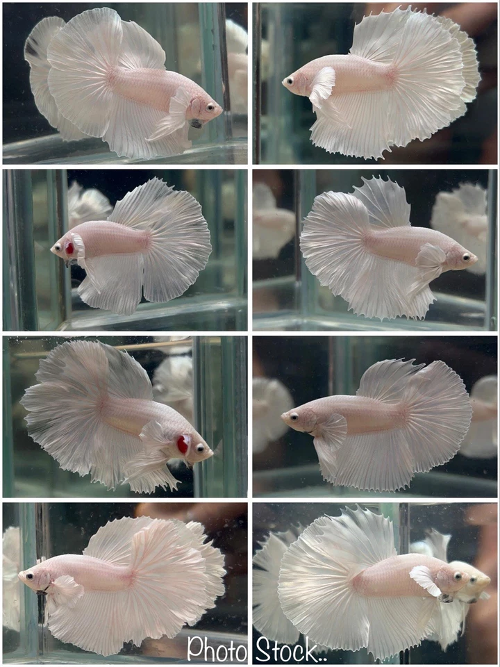 Male Betta Live Fish - Dumbo White Platinum Halfmoon - High Quality A++ - Image 1 of 1