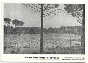 AK VON RAVENNA, STAATLICHES FORSTKORPS - STAATLICHER KIEFERNWALD - 1955 - Bild 1 von 2
