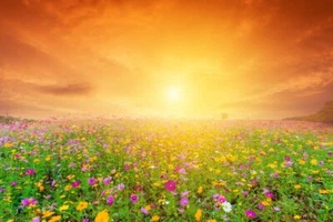 Photo Wall Mural-SPRING FLOWERS-(1083V)-NON WOVEN-Field Sunset Nature Wallpaper - Picture 1 of 1