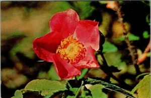 Wild Rose Flower Alaska Postcard - Picture 1 of 2