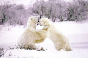 Arctic Polar Bear Cub Animal Postcard Photo New Cond D7 - Picture 1 of 1