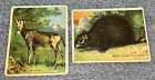 Pair Hassan Cigarettes Tobacco Cards T29 Animal Series Konzi & Porcupine 1909-10