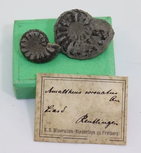 Ammonit, Amaltheus coronatus, Jura, Pliensbach, Reutlingen Deutschland- m42 - Picture 1 of 7