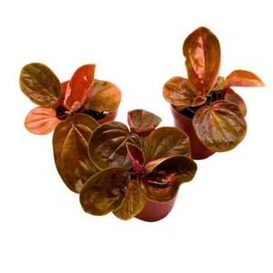 Harmony's Great Pumpkin Peperomia 2 inch Set of 3 Orange Hybrid Pep with Green V - Picture 1 of 7