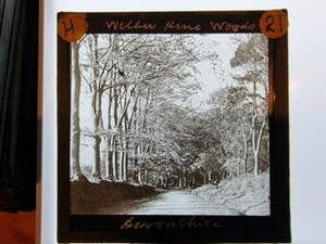 Magic Lantern Slide Late 1800's early 1900's Wilbur pine woods Devonshire - Imagen 1 de 1