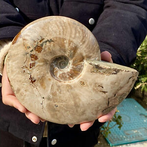 5,06 Pfund natürliche schöne Farbe Muschel Ammonit fossiler Quarz Probe Reiki
