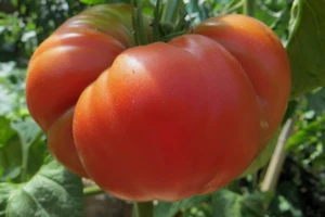 10 graines de tomate rare Julia Child heirloom tomato seeds méth.bio - Imagen 1 de 11