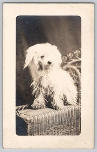 RPPC Terrier Dog Fluffy Puppy Wicker Chair Studio Portrait Real Postcard c1920 - Picture 1 of 2