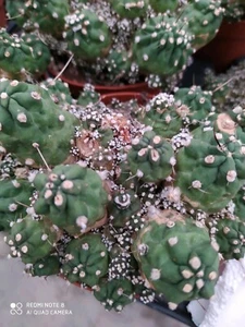 LOBIVIA AUREA SHAFERI MONSTROSA POT10 KAKTEEN SUKKULENTE FETTPFLANZEN KEINE AGAVI - Bild 1 von 7