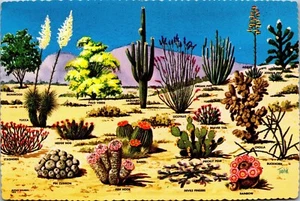 Wüstenkakteen Kaktus und Flora des großen Südwestens Identifikation Identifikation  - Bild 1 von 3