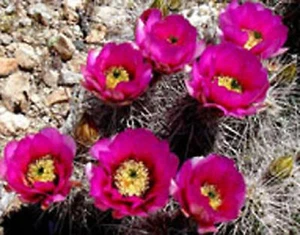 Echinocereus engelmannii hedgehog chocolate scent cactus cacti seed 100 SEEDS - Picture 1 of 1