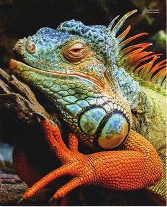 2019 Print Brazil Iguana Verde Blue Green Iguana Lizard Portrait - Picture 1 of 2