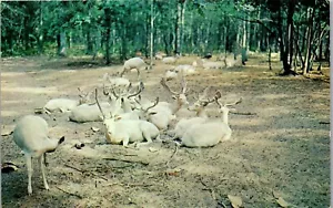 Vintage Postcard White Deer at Johnson's Rustic Resort Houghton Lake MI 1967 - Picture 1 of 3