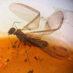 Termite in Burmese / Burmite amber fossil / 100% genuine amber - Picture 1 of 4