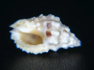 CYTHAROMORULA LEFEVREIANA: DREDGED IN 300ft OFF HONOLULU, HAWAII @ 17.92mm! - Picture 1 of 3