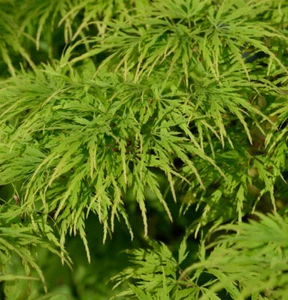 Hochstamm Fächerahorn Dissectum Viridis 100-125cm - Acer palmatum - Bild 1 von 1