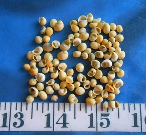 ~ Snail Shells ~100 Yellow/Green~ Shellcraft ~ Seashells ~ Sailor's Valentines ~ - Picture 1 of 2