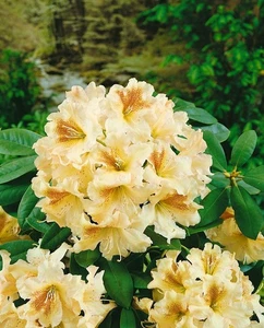 Rhododendron Hybr. 'Bernstein', gelb-orange, 30–40 cm - Bild 1 von 3
