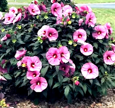 Semillas de hibisco de malva rosa pantano 10 semillas compra 4 artículos envío gratuito Foto 1 de 2