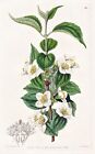 Philadelphus Hirsutus America Botany Flower Botany Edwards Copperplate 1838
