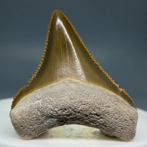 Hochwertiger orange/grüner 1,28 Zoll fossiler CHUBUTENSIS Haizahn - Bone Valley, FL - Bild 1 von 9