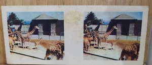 True To Life Stereo Weet Bix 🏆1964 #7 GIRAFFE  Picture Card🏆 - Picture 1 of 2