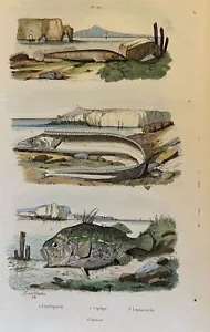 Incision Fish Lepadogaster Lepidope Lepisacanthe E.Guerin 1839 Ittiologia - Picture 1 of 2