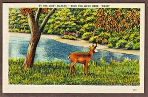 By The Quiet Waters Wish You Were Here Caro Cervo Cartolina da Collezione - Foto 1 di 2